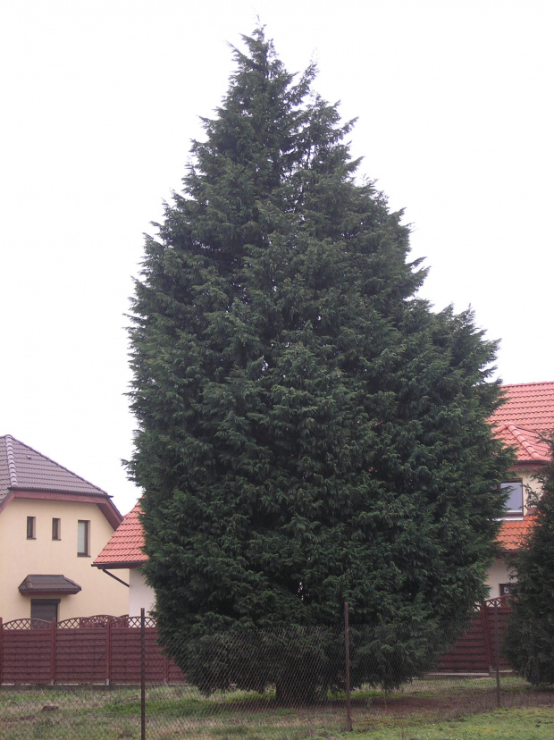 xCupressocyparis leylandii