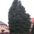 xCupressocyparis leylandii