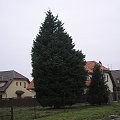 xCupressocyparis leylandii