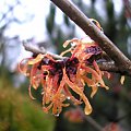 Hamamelis 'Feuerzauber'