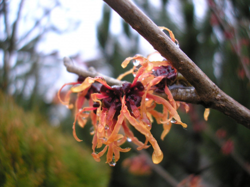 Hamamelis 'Feuerzauber'