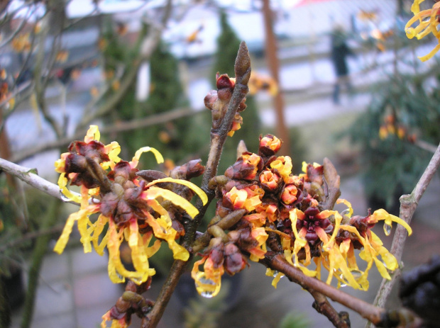 Hamamelis 'Orange Beauty'