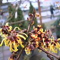 Hamamelis 'Orange Beauty'