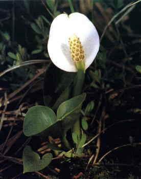 Calla palustris-flower