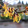 Hamamelis 'Orange Beauty'