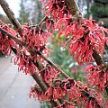 Hamamelis 'Ruby Glow'