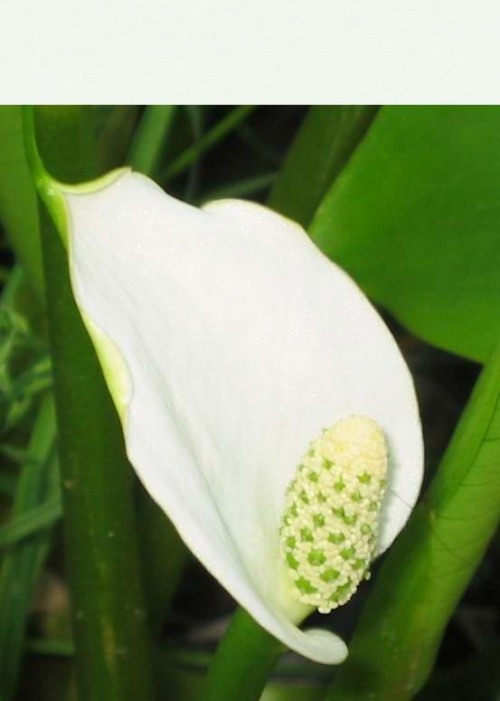 Calla palustris-flower