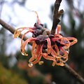 Hamamelis 'Feuerzauber'