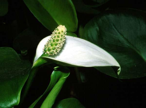 Calla palustris-flower