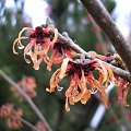 Hamamelis 'Feuerzauber'