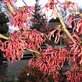 Hamamelis 'Ruby Glow'