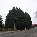 xCupressocyparis leylandii