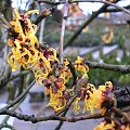 Hamamelis 'Orange Beauty'