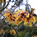 Hamamelis 'Orange Beauty'