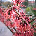 Hamamelis 'Ruby Glow'