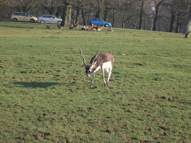 Knowsley Safari Park