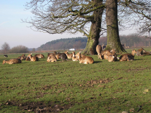 Knowsley Safari Park