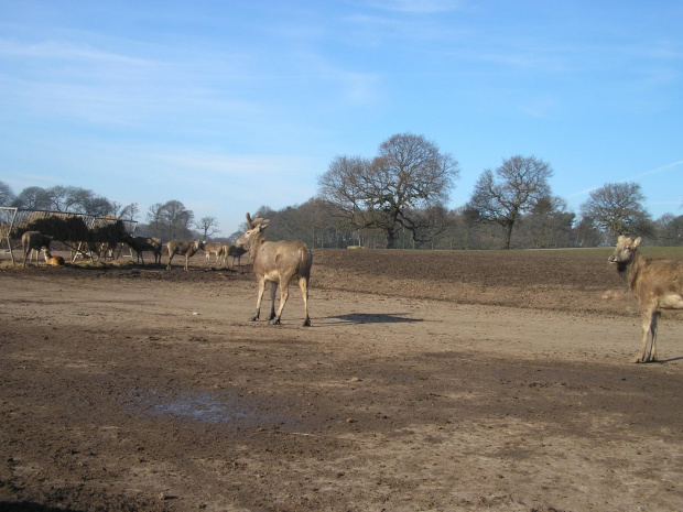 Knowsley Safari Park