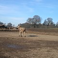 Knowsley Safari Park