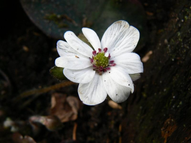 Hepatica hybr.