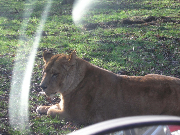 Knowsley Safari Park