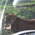 Knowsley Safari Park