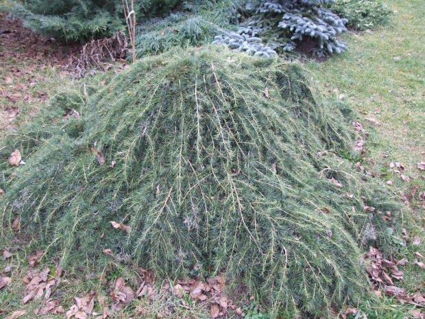 Cedrus deodara 'Feelin Blue' ? - Warszewo