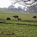 Knowsley Safari Park