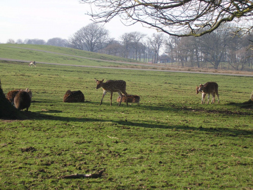 Knowsley Safari Park