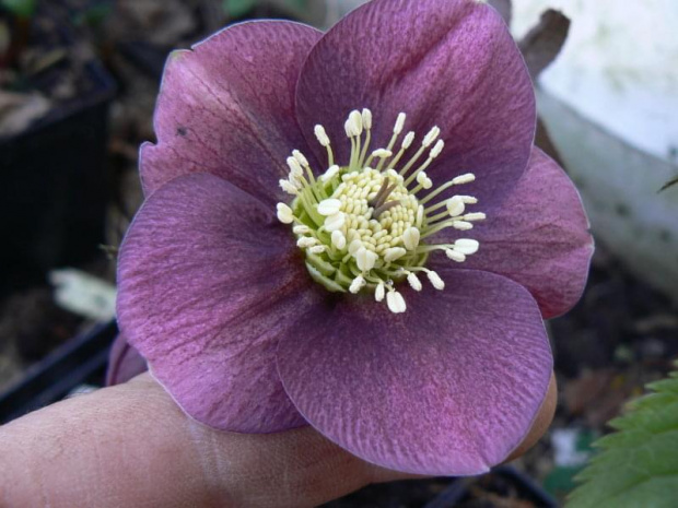 Helleborus siewka