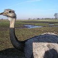 Knowsley Safari Park