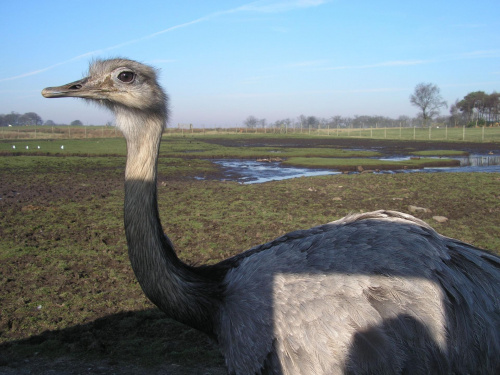 Knowsley Safari Park