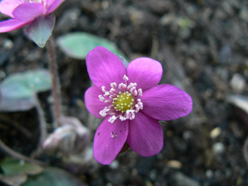 Hepatica hybr.