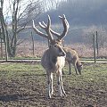 Knowsley Safari Park