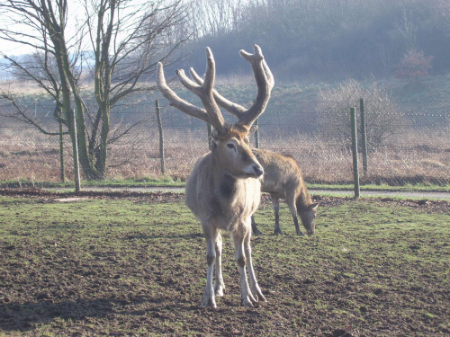 Knowsley Safari Park