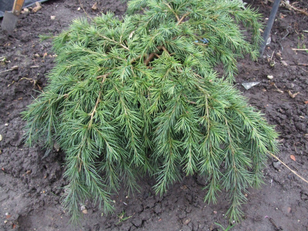 Cedrus deodara 'Feelin Blue'