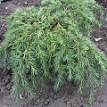 Cedrus deodara 'Feelin Blue'