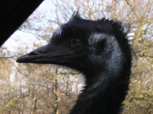 Knowsley Safari Park