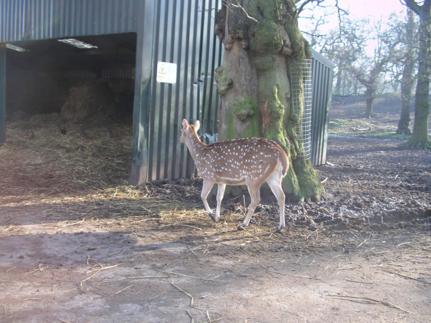 Knowsley Safari Park