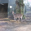 Knowsley Safari Park