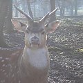 Knowsley Safari Park