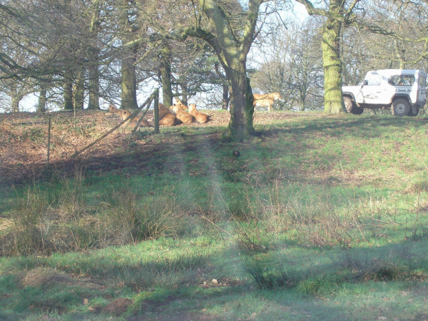 Knowsley Safari Park