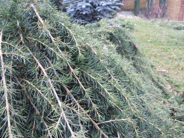 Cedrus deodara 'Feelin Blue' ? - Warszewo