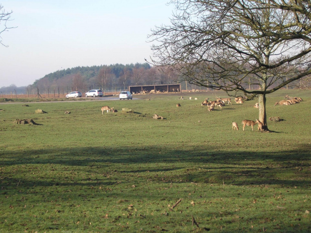 Knowsley Safari Park