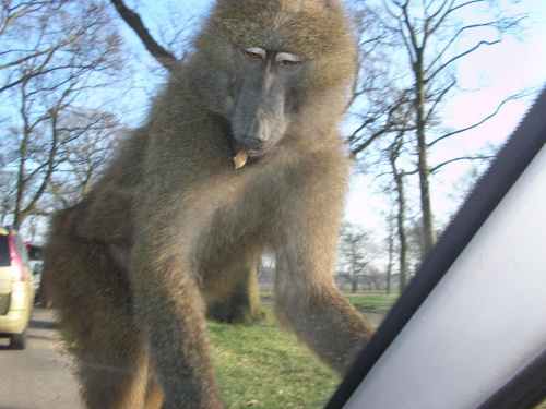 Knowsley Safari Park