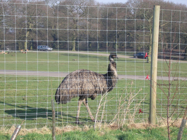 Knowsley Safari Park