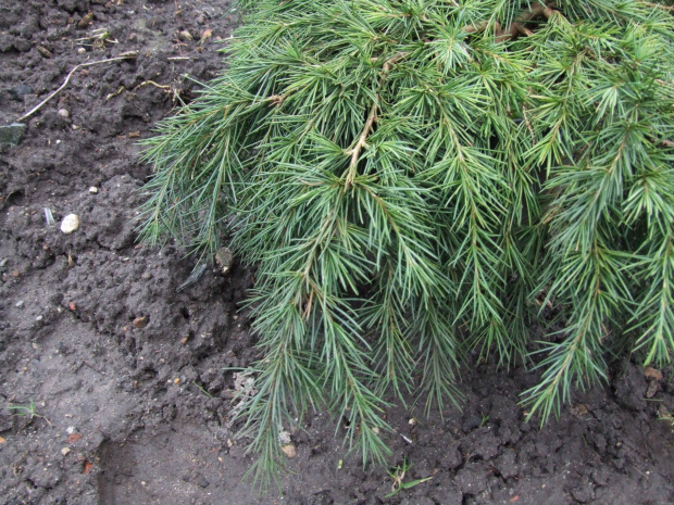 Cedrus deodara 'Feelin Blue'