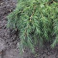 Cedrus deodara 'Feelin Blue'