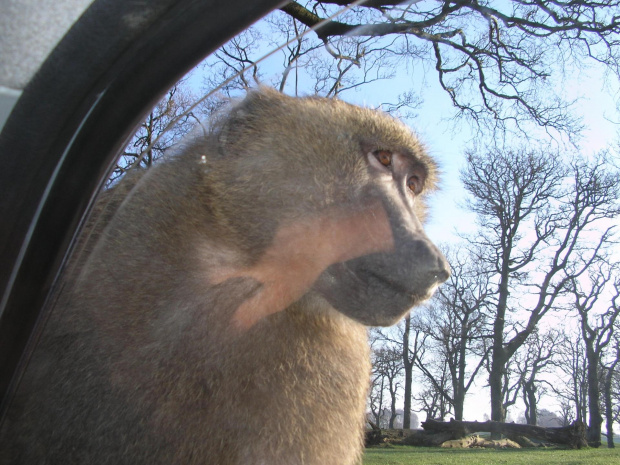 Knowsley Safari Park