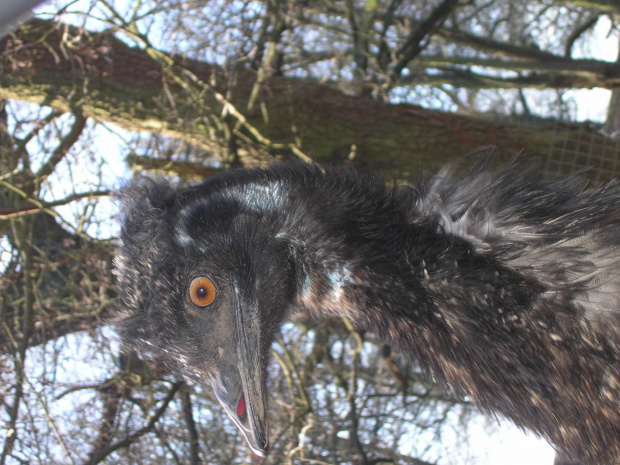 Knowsley Safari Park